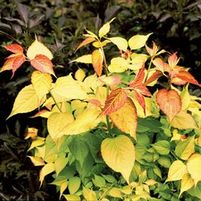 GOLDEN LANTERNS® PHEASANT BERRY