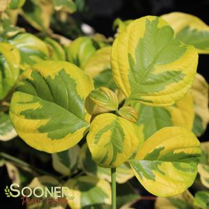 GOLDEN SHADOWS® DOGWOOD