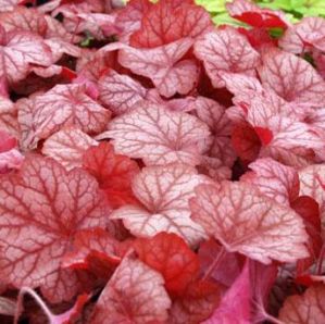 GEORGIA PEACH CORAL BELLS