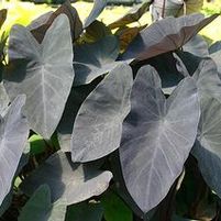 BLACK MAGIC ELEPHANT EAR