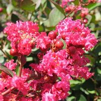 FLEMING FILIGREES™ RED FILLI CRAPEMYRTLE