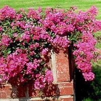 ROSEY CARPET CRAPEMYRTLE