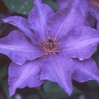 THE PRESIDENT CLEMATIS