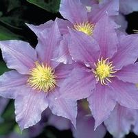 WILL GOODWIN CLEMATIS