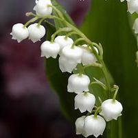 LILY OF THE VALLEY