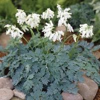 IVORY HEART BLEEDING HEART