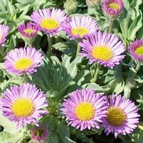 SEA BREEZE FLEABANE