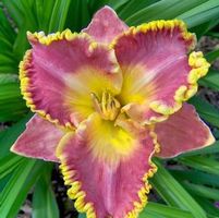 FRENCH LINGERIE DAYLILY