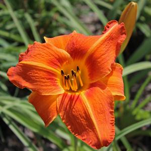 TUSCAWILLA TIGRESS DAYLILY