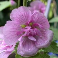 PARKRONDELL MUSK MALLOW
