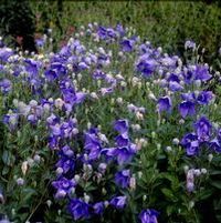 MARIESII BALLOON FLOWER