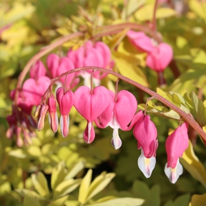 GOLD HEART BLEEDING HEART