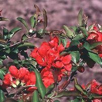 TEXAS SCARLET QUINCE
