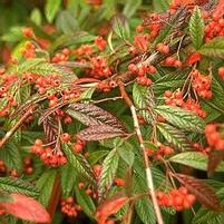 CORAL BEAUTY COTONEASTER
