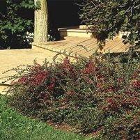 GROUND COTONEASTER