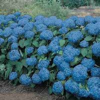 NIKKO BLUE HYDRANGEA