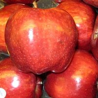 RED DELICIOUS APPLE