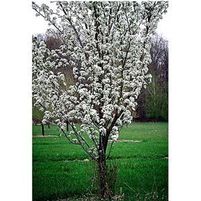 REDSPIRE ORNAMENTAL PEAR