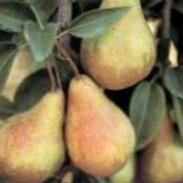 MOONGLOW PEAR