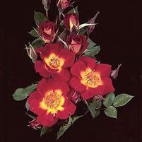 NEON COWBOY™ SHRUB ROSE