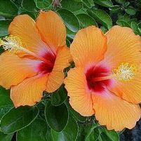CHERIE TROPICAL HIBISCUS