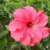 DOUBLE CLASSIC PINK TROPICAL HIBISCUS