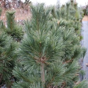 Pinus flexilis 'Vanderwolf'