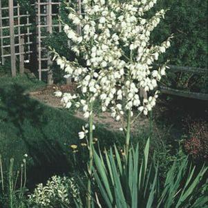 Yucca filamentosa 'Adams Needle'