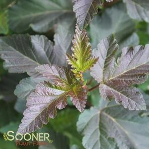 Physocarpus opulifolius 'Monlo'