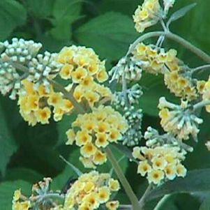 Buddleia weyeriana 'Honeycomb'