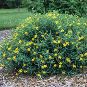 Hypericum x 'CCFLPC-1'