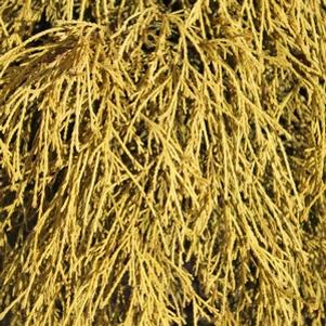 Chamaecyparis pisifera filifera 'King's Gold'