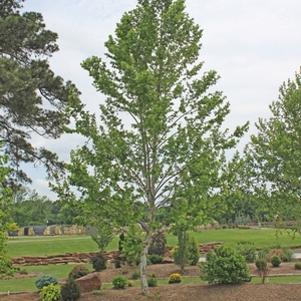 Platanus acerifolia 'Bloodgood'