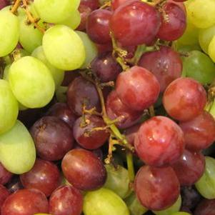 Vitis labrusca 'Concord'