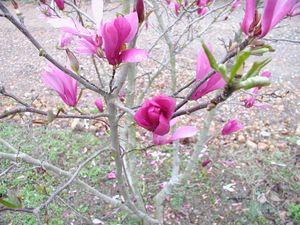 Magnolia x 'Betty'