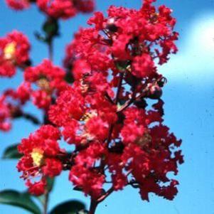 Lagerstroemia indica 'Victor'