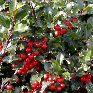 Ilex x meserveae 'Blue Princess'