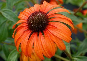 Echinacea purpurea 'Tangerine Dream'