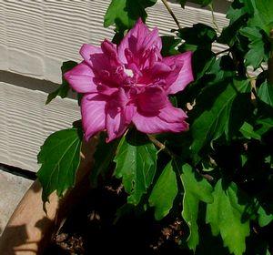 Hibiscus syriacus 'Amplissimus'