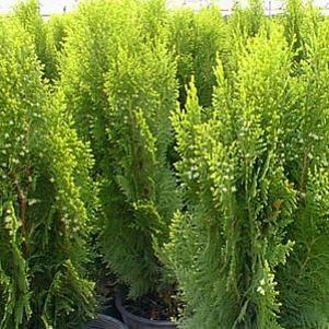 Thuja orientalis 'Aurea Nana'