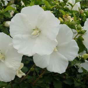 Hibiscus syriacus 'Diana'