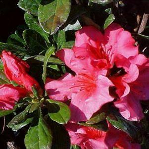 Rhododendron azalea girard x 'Rose'