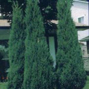 Juniperus scopulorum 'Skyrocket'