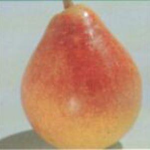 Pyrus communis 'Luscious'