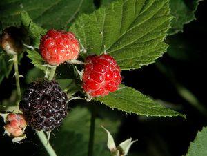 Rubus idaeus 'Jewel Black'