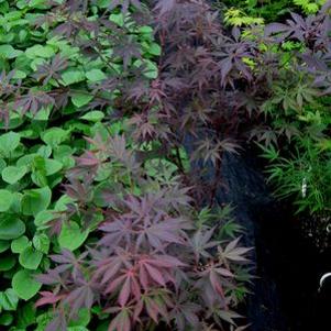 Acer palmatum matsumurae 'Burgundy Lace'