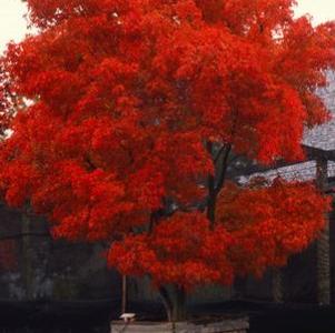 Acer palmatum linearilobum 'Red Cloud'