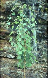 Betula nigra 'Summer Cascade'