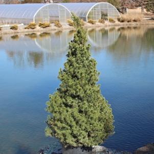 Picea glauca 'Conica'