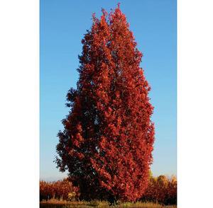 Quercus robur x alba 'Crimschmidt'